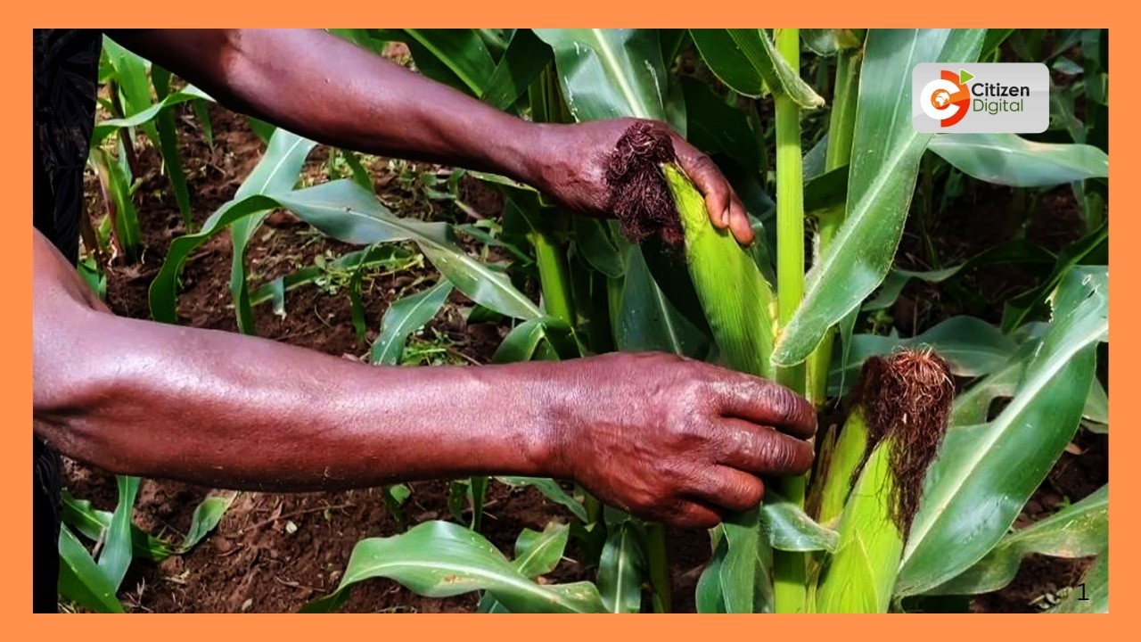 Smart farm: Farmers adopt climate-smart practices to tackle drought and crop losses