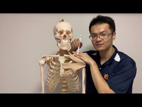 大胸筋について詳しく解説