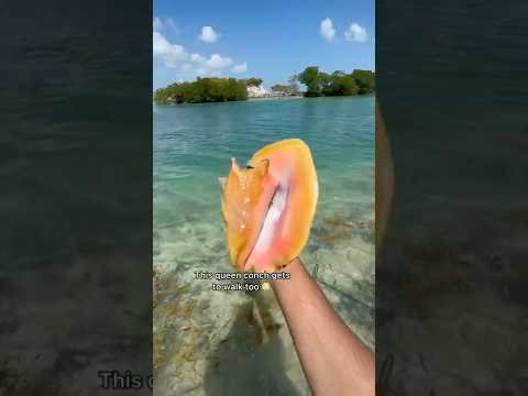 Finding 3 Beautiful Conch Shells