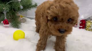 トイプードルの動画01