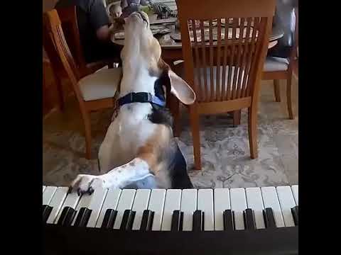 A musician soul Incarnate and transmigration inside a Dog.