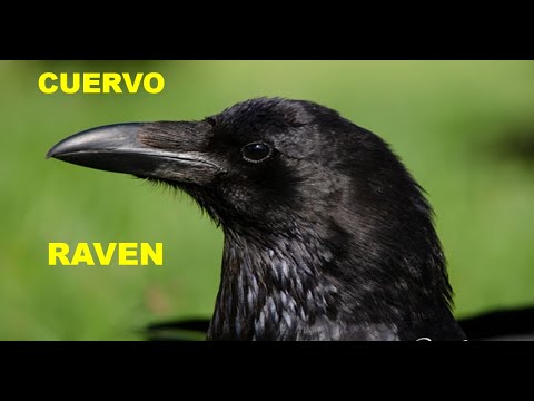 CUERVO | RAVEN | Corvus corax