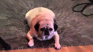 Little Saint Nick The Band Hennes Christmas 2015