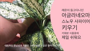 공기정화식물❄️스노우 사파이어 키우기| 천남성과 식물|스파트필름| 구독하기