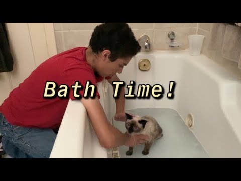YouTube video about: How to bathe a cat who hates water?