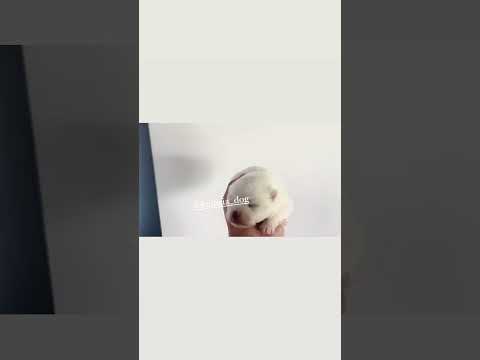 Miniatura del vídeo del cachorro Pomerania máxima calidad