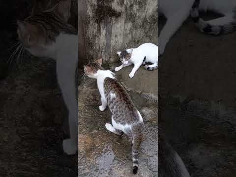 #angrycats🐈 #subscribe