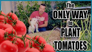 How to PLANT TOMATOES (the Best Way) 🌱🌱🍅🍅