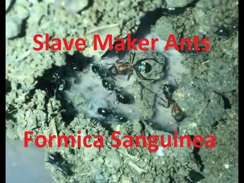 download lagu mp3 mp4 Slave Maker Wiki, download lagu Slave Maker Wiki gratis, unduh video klip Slave Maker Wiki