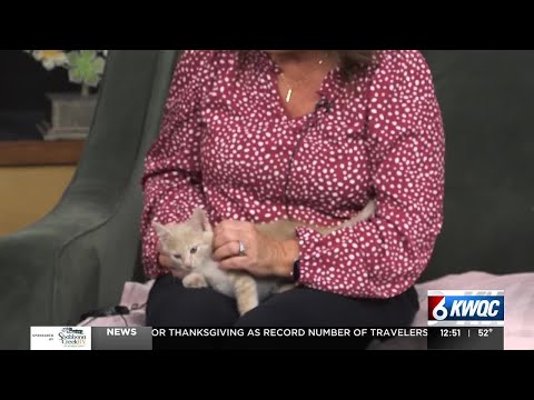 Tuesday's adoptable pet: Meet Gru - YouTube