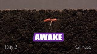 JIM MORRISON/ THE DOORS -- AWAKE