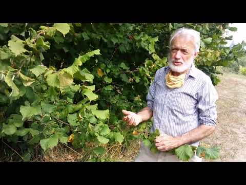 How to grow and harvest hazelnuts (filberts) at home,...