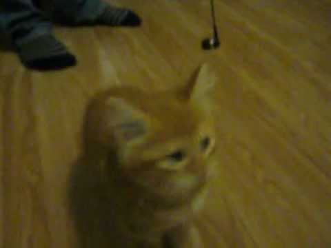 Sachin Playing with the ball