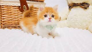 マンチカンの動画01