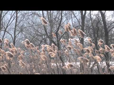 Young Pops Orchestra - Silent Stream (Instrumental) (작은 시냇가)