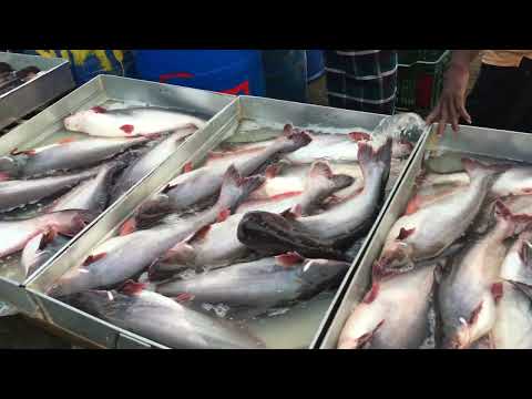 Amazing Site Distributes SeaFood & Fish @Bangladesh - Morning Biggest Fish Market Scene Show