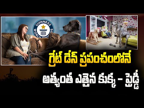World Biggest Dog Freddy | Guinness World Record | USA | Latest News | Haripriyas Media
