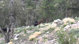 Caught wild horses mating while we were camping.