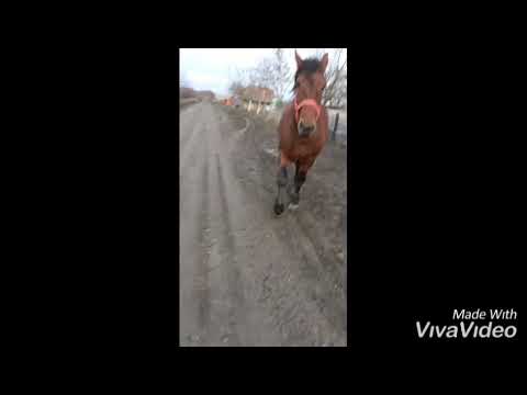 ,,BETO" Cai lui Pancica..