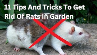 11 Tips And Tricks To Get Rid Of Rats In Garden