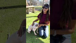 Video preview image #1 American Staffordshire Terrier-Unknown Mix Puppy For Sale in Pasadena, CA, USA
