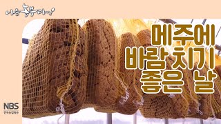 [나는농부다 231회] 메주에 바람 치기 좋은 날