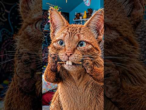 Aku Berubah Menjadi Kucing yang Punya Sayap 🐱😱