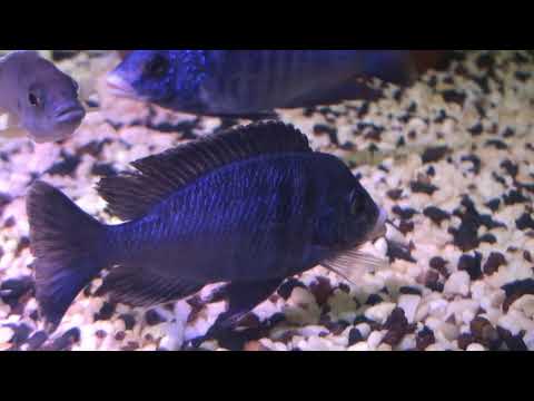 Placidochromis phenochilus mdoka white lips