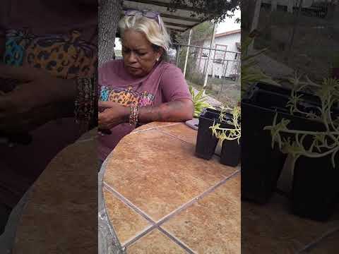 Blondie checking her text messages