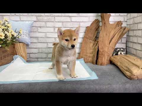 Red Shiba Inu - Loxy