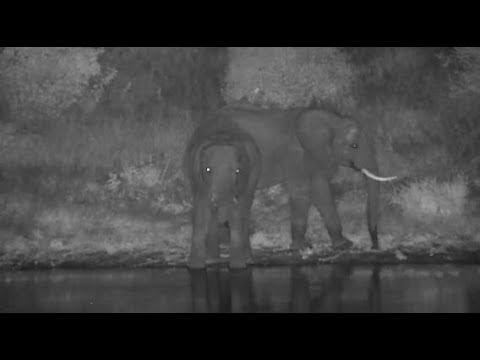 Djuma: Two Elephants getting a night time drink - 18:07 - 04/18/20
