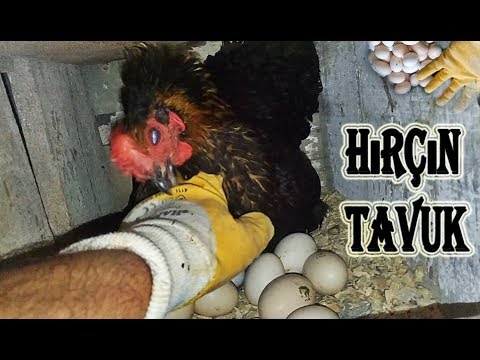 Folluklardan Yumurta Topluyorum!! (SERT HIRÇIN TAVUK)