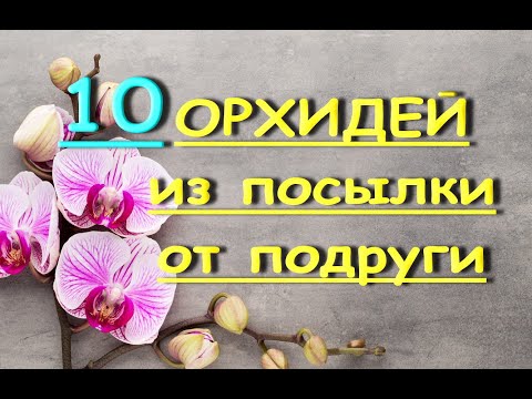 САМОЧУВСТВИЕ 10 ОРХИДЕЙ из ПОСЫЛОК от подруги :)