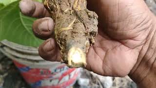 Download lagu Hasil tut dah keluar akar. Boleh tanam #farming mp3 Download lagu Hasil tut dah keluar akar. Boleh tanam #farming mp3