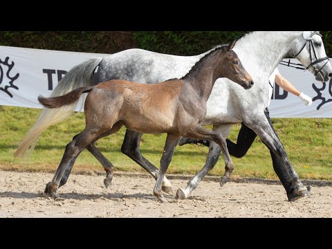 Nr. 22 Hengstfohlen "Cool Motion" von High Motion - Silvermoon