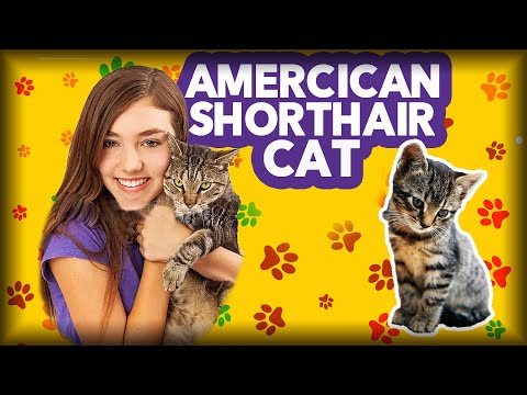 American Shorthair - Life With Cats - American  Shorthair Cat Breed Personality & Traits