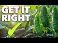 Cucumber Growing Masterclass: The Secret to Perfect Cucumbers DEFAULT Thumbnail