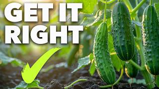 Cucumber Growing Masterclass: The Secret to Perfect Cucumbers