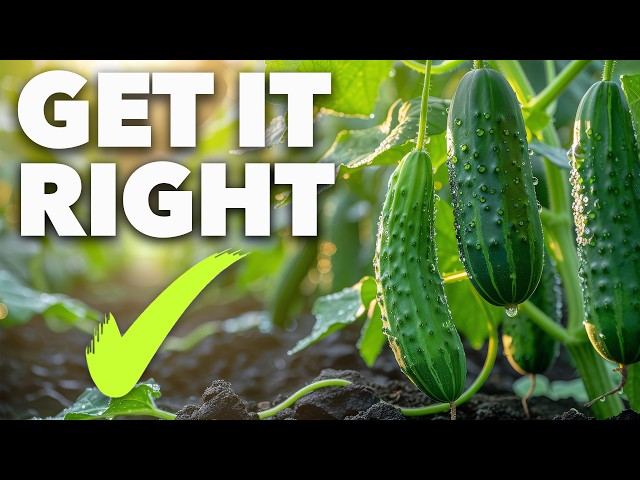 Cucumber Growing Masterclass: The Secret to Perfect Cucumbers SDDEFAULT Thumbnail