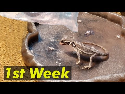 First Week Owning A Baby Bearded Dragon Tips (FIRST FEEDING, Taming)