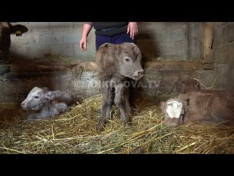 Drenoc, lopa lind katër viça - 23.12.2017 - Klan Kosova