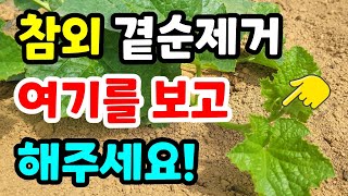 참외 순치기 쉬운 방법! 이것만보면 텃밭 참외 쉽게 재배합니다. #참외순치기 #참외재배방법 #텃밭참외