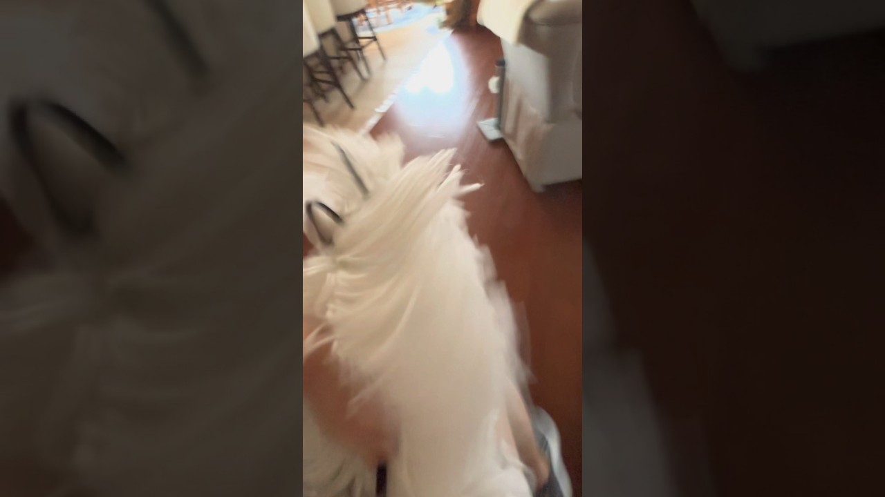 DREAMY ASF | tags 🏷️: #fypシ゚ #horsey #horseenthusiast #equestrian #horsegirl #horsefan #riding