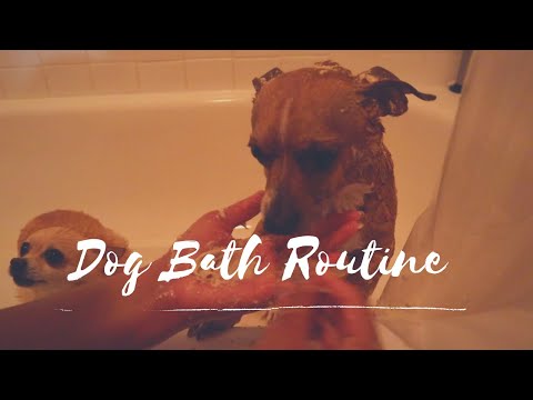 Spring Dog Bath Routine | DIY Oatmeal Bath for Allergies