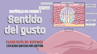 CAP 54 1/2: Sentido del gusto l Fisiología de Guyton