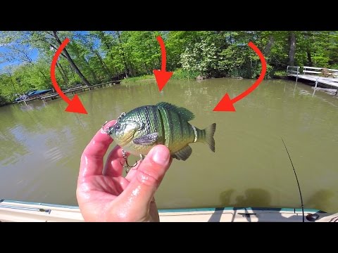 New Favorite Swimbait gets DESTROYED!