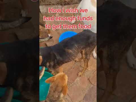 #dog #petssavingowners #rescue #animalowner #petwelfare #dogowner #puppy #petowner #straydogs