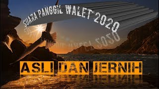 Download lagu Suara panggil walet asli dan jernih - arief budiman mp3