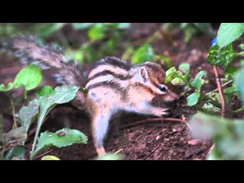 Sony SLT-A77　Anti-Shake Test Part1　　α77　手振れ補正テスト その1