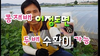 서리태콩에 영양재 주는 것이 좋을까?  마지막 순치기 노린재 방재하고 이제 다수확만 남았다